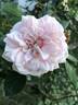 Awakening rose photo
