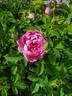 Shailer's Provence rose photo