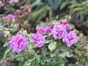 Angel Face (floribunda, Swim rose photo