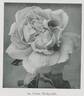 La Tosca rose photo
