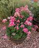 Pretty Polly Pink rose photo
