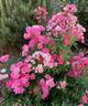 Pretty Polly Pink rose photo