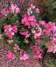 Pretty Polly Pink rose photo