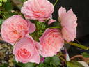 Bailando rose photo