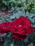Dancing In The Dark ™ rose photo