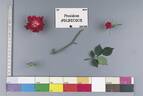 Président d'Olbecque rose photo