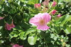 Fru Dagmar Hastrup rose photo
