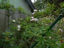 0-47-19 X Tom Thumb #2 rose photo