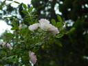 0-47-19 X Tom Thumb #2 rose photo