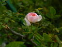 0-47-19 X Tom Thumb #2 rose photo