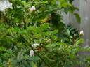 0-47-19 X Tom Thumb #2 rose photo