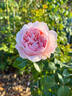 Mauritia rose photo