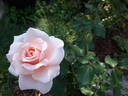Breath of Life rose photo