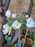 Frisson Frais rose photo