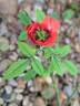 Baby Baccara ® rose photo
