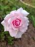 Catherine Mermet rose photo