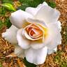 Chou Chou rose photo
