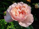 Mauritia rose photo