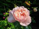Mauritia rose photo