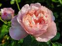 Mauritia rose photo