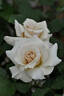 Courage rose photo