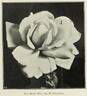 Madame de Watteville rose photo