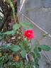 La Sevillana ® rose photo