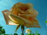 Michèle Meilland, Cl. rose photo