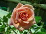 Michèle Meilland, Cl. rose photo