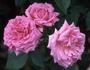 Duchess of Fife rose photo