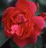 Ferdinand de Lesseps rose photo
