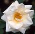 Grange Colombe rose photo