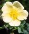 Headleyensis rose photo