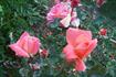 Seashell rose photo