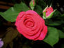 Cadenza rose photo