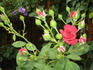 Cadenza rose photo