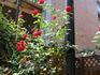 Cadenza rose photo
