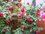 Cadenza rose photo