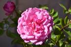 Antique Rose ™ rose photo