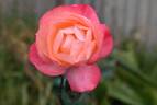 Jazz Festival rose photo