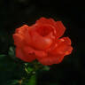 Betty Harkness rose photo