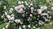Duchesse De Montebello rose photo