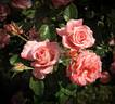 Regatta rose photo