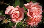 Regatta rose photo