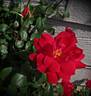 Double Knock Out rose photo