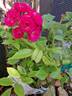 Dinky rose photo