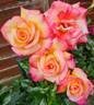 HARsherry rose photo