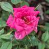 Bit o' Magic rose photo