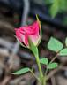 Bit o' Magic rose photo