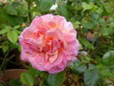Dornburger Schlossrose rose photo